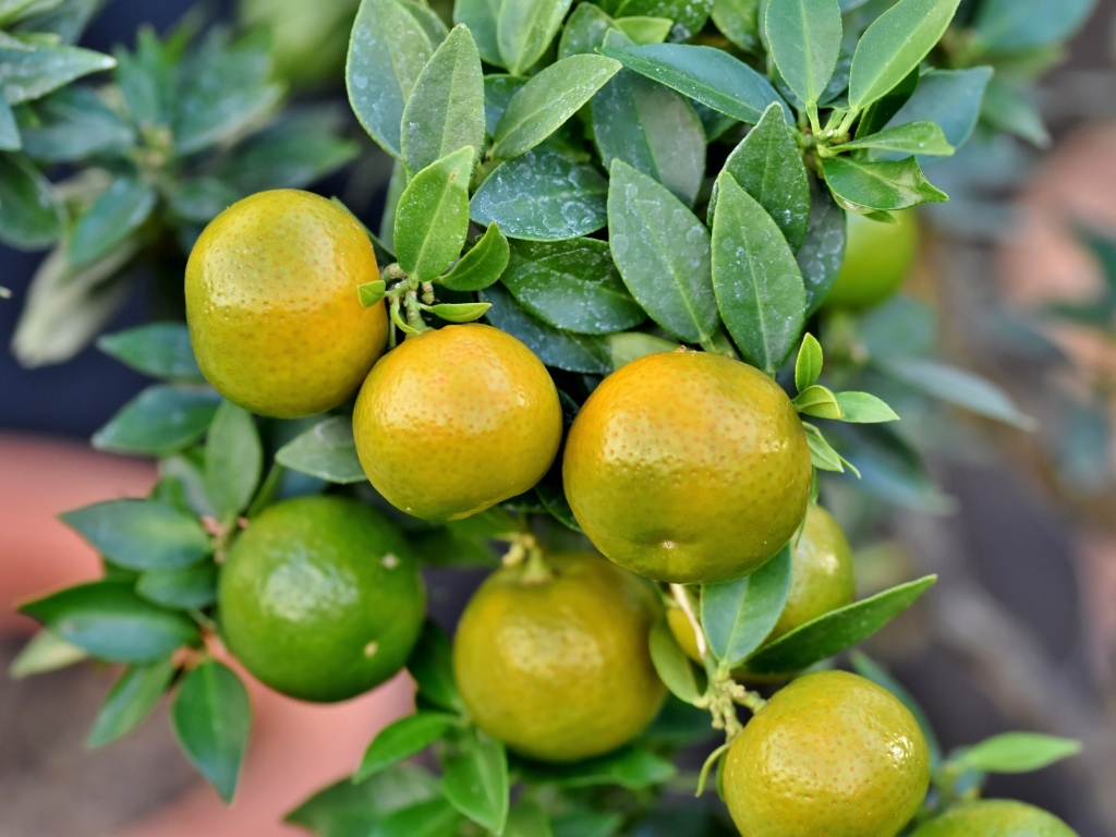 Зеленые мандарины на ветке 