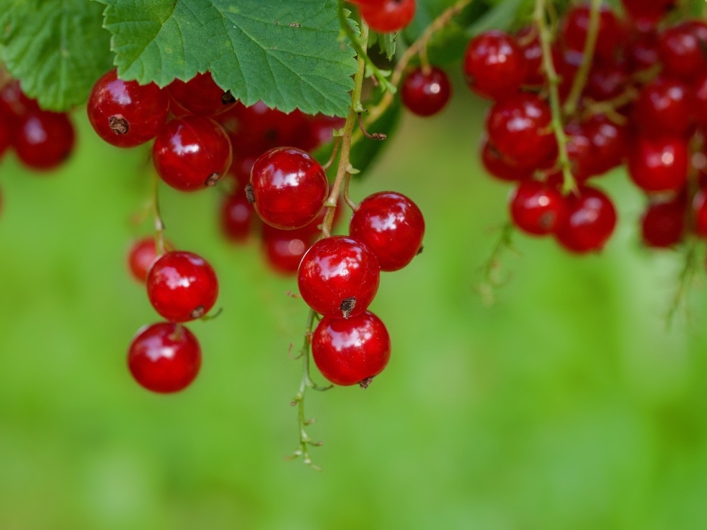 Спелая сочная красная смородина на ветке