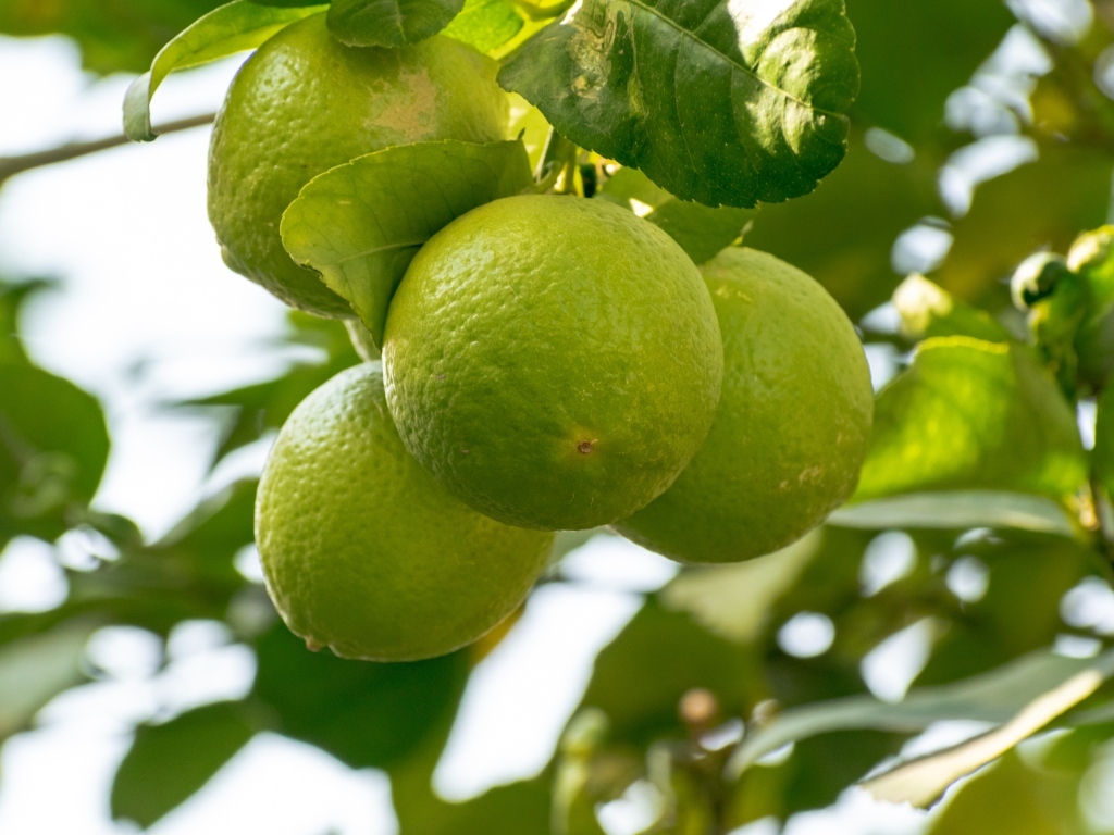 Три зеленых лайма  на ветке дерева