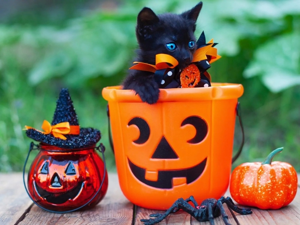 Черный котенок с декором на Хэллоуин