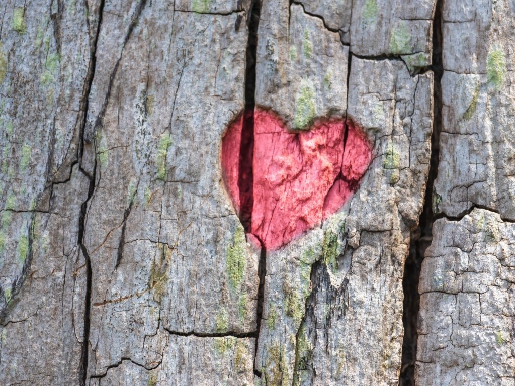 Красное сердце на коре дерева