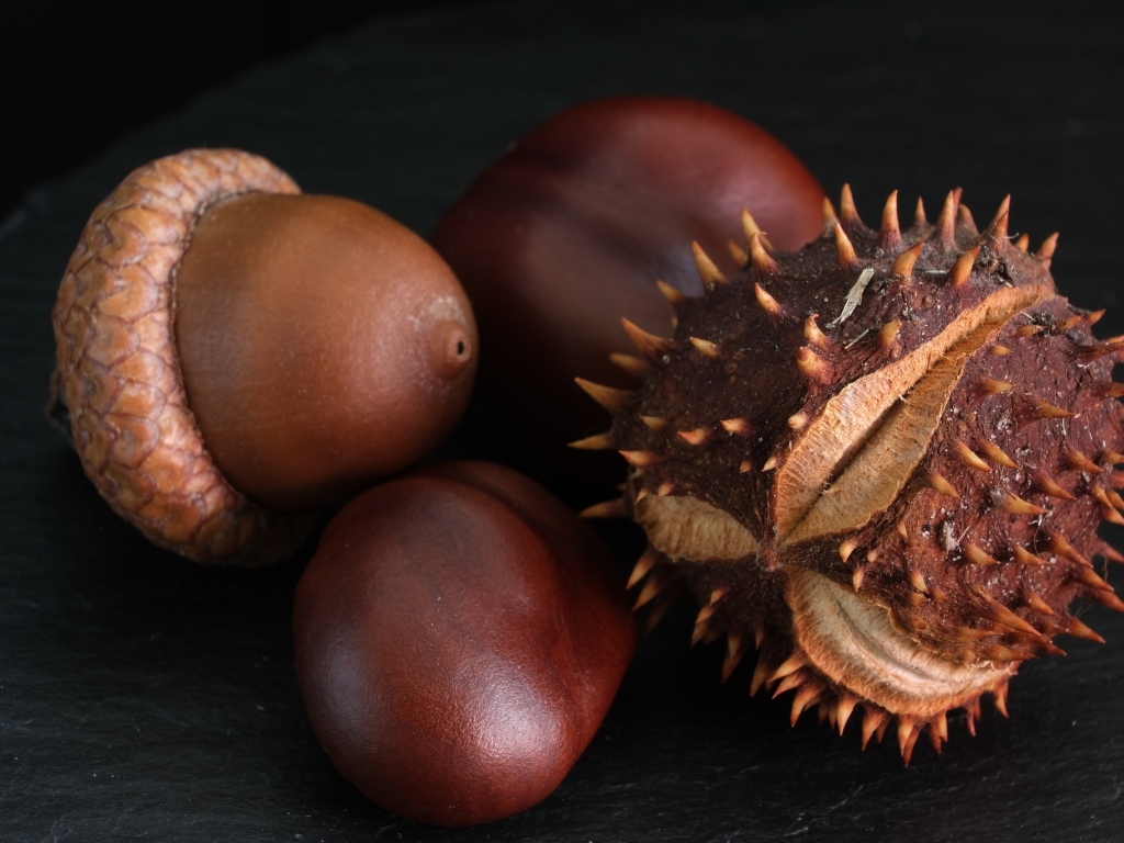 Сухие каштаны и желуди на черном фоне