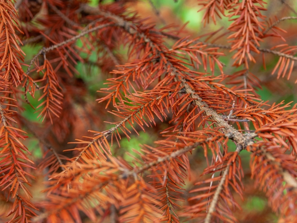 Сухая желтая ветка ели