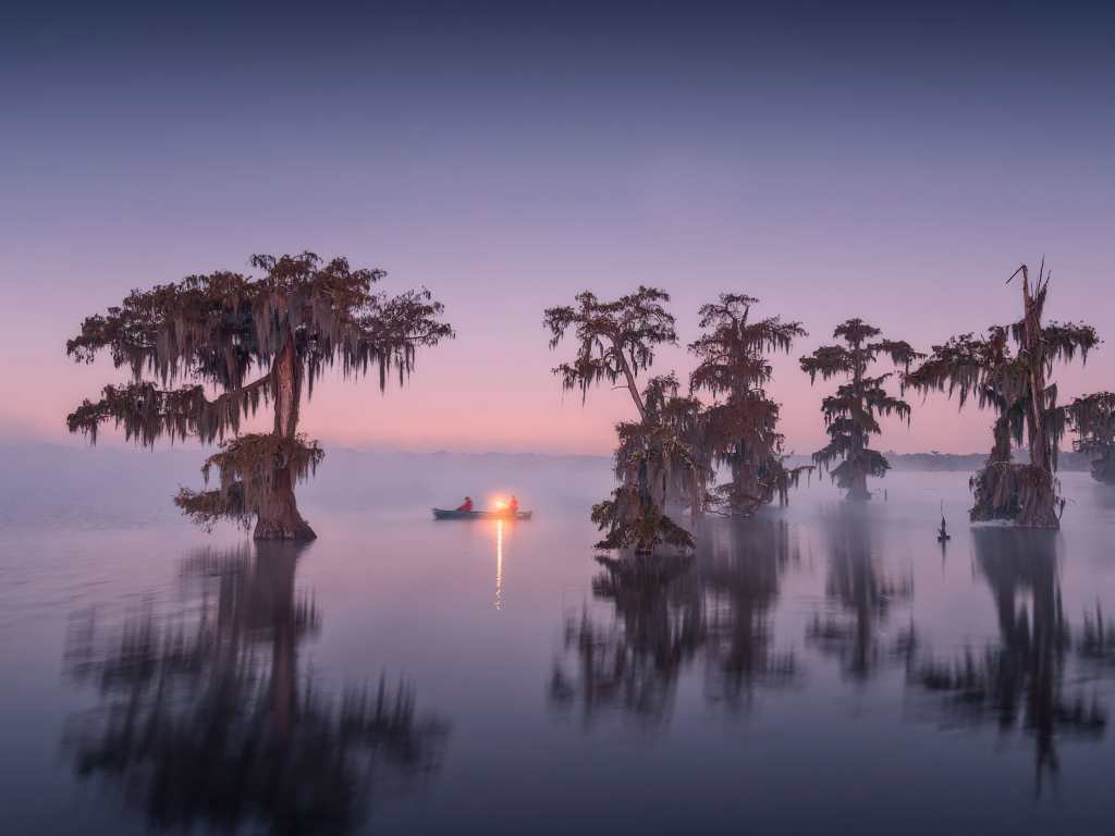 Старые деревья в воде в сумерках