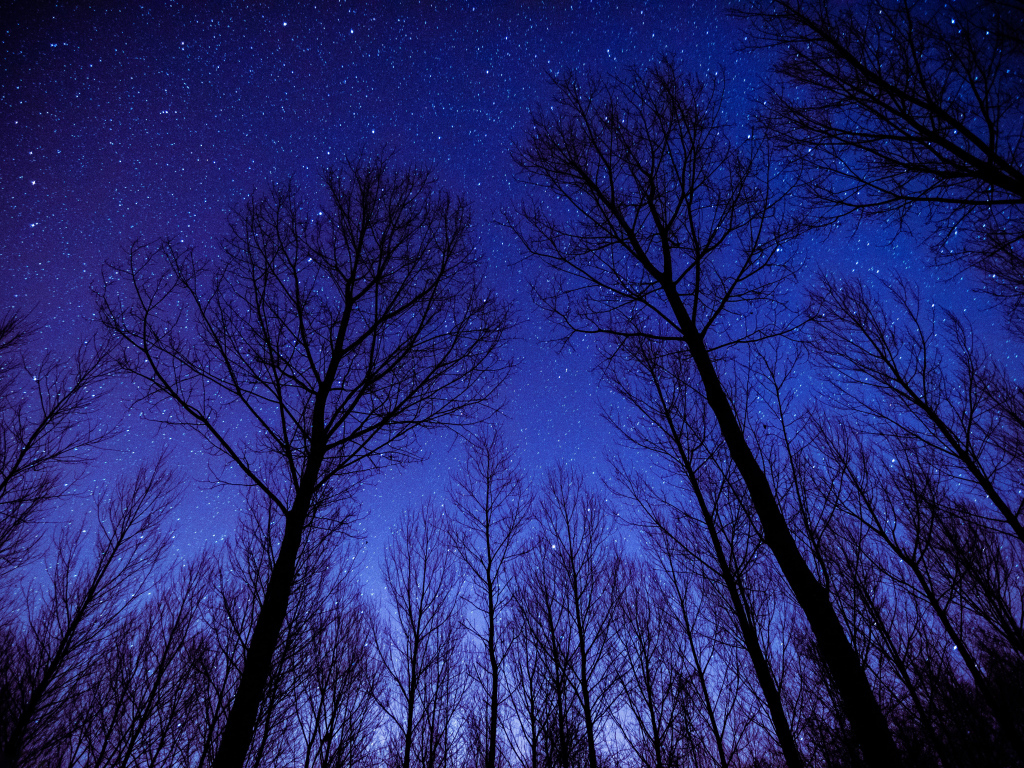 Кроны деревьев на фоне ночного неба