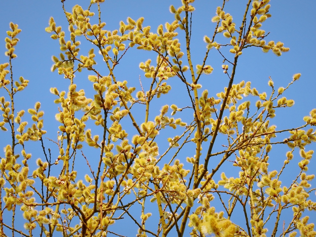 Желтые ветки вербы на фоне голубого неба
