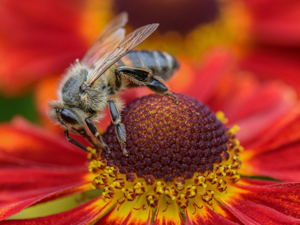 Пчела видит на красном цветке эхинацеи