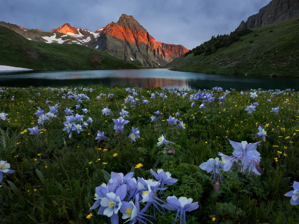 Красивые голубые цветы на фоне гор
