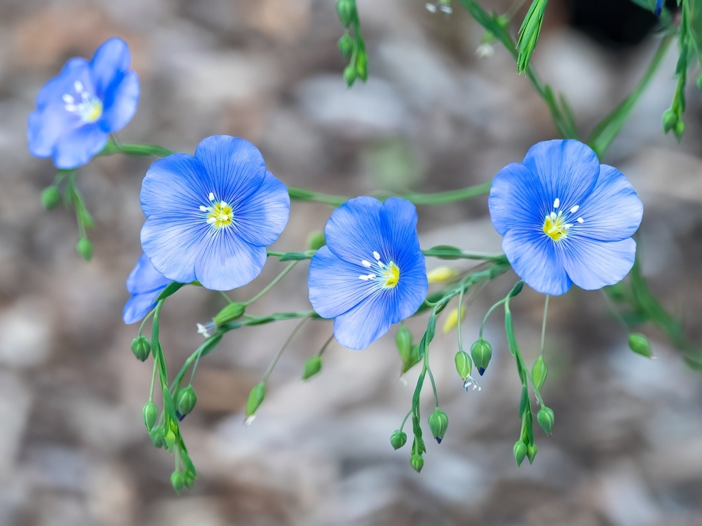 Красивые синие цветы незабудки вблизи