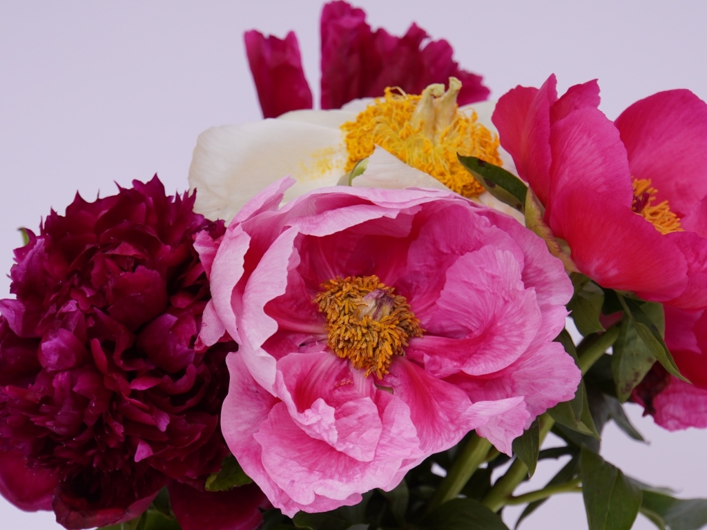 Красивый букет разноцветных пионов на сером фоне