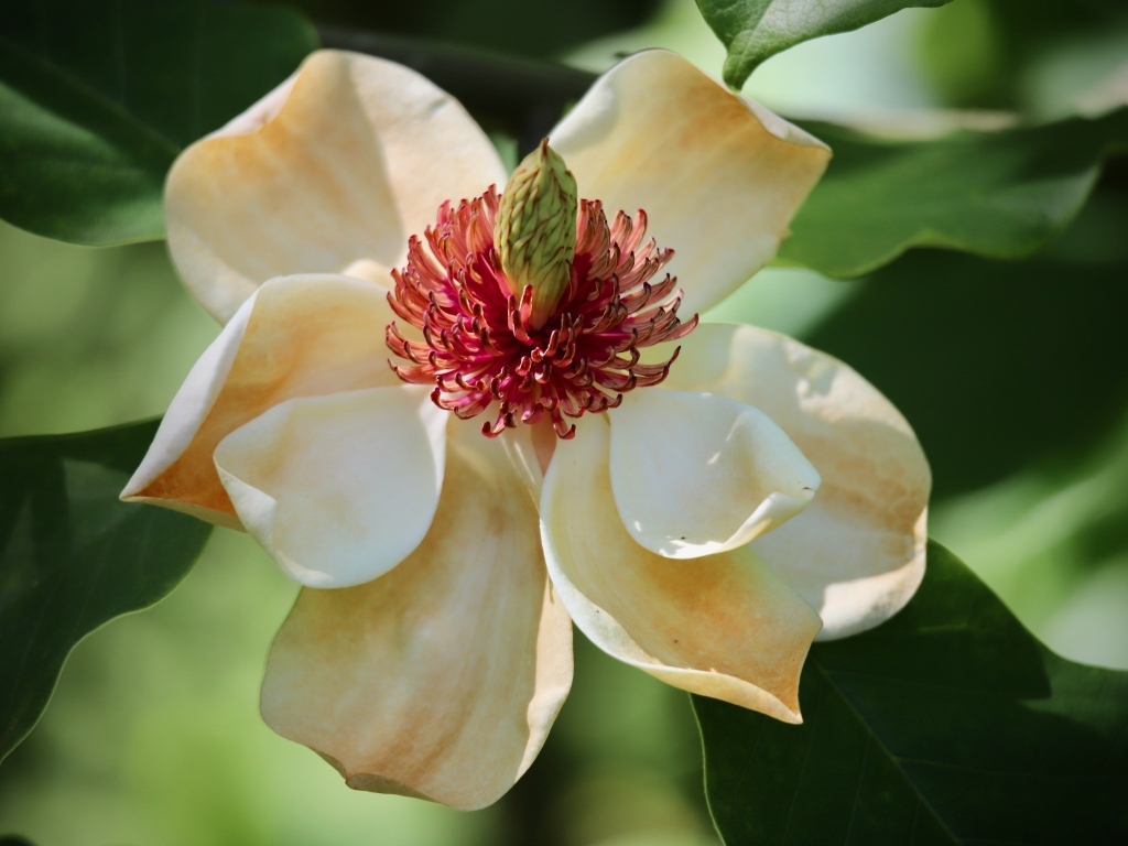 Красивая нежная кремовая магнолия