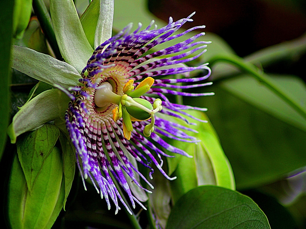 Красивый экзотический цветок маракуйи