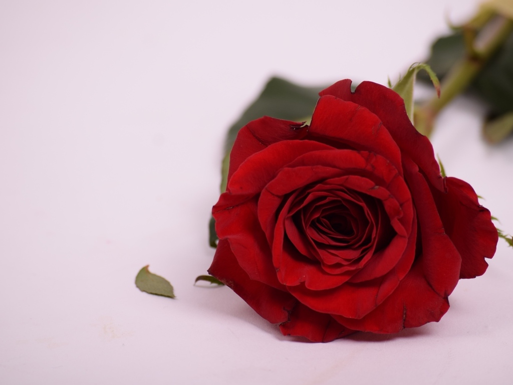 Красивая ароматная красная роза на сером фоне