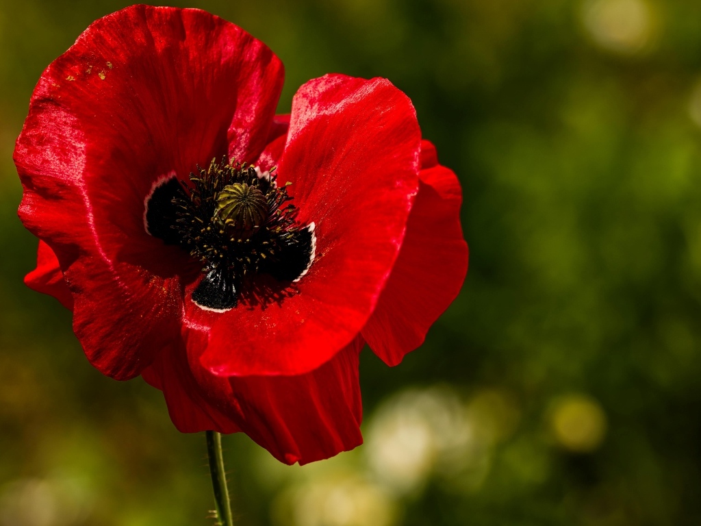 Красивый крупный цветок красного мака