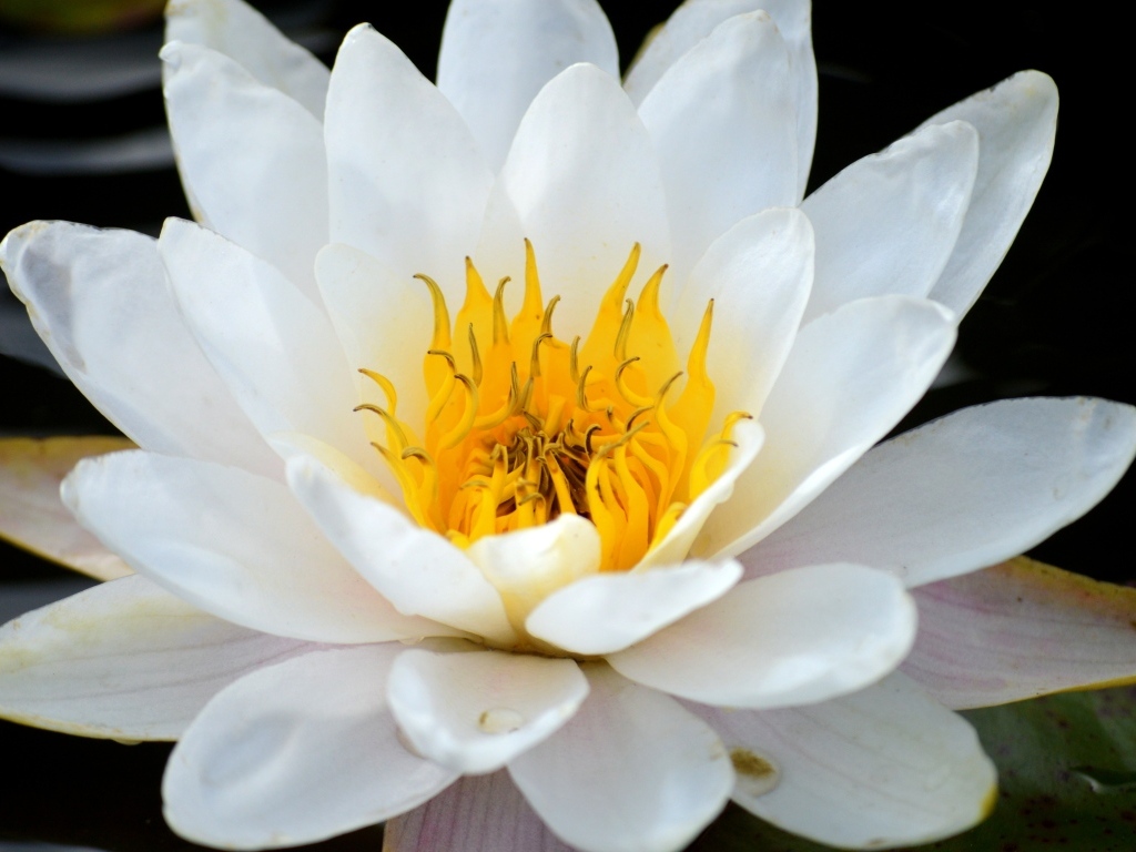 Красивый большой цветок водной лилии с желтой серединой