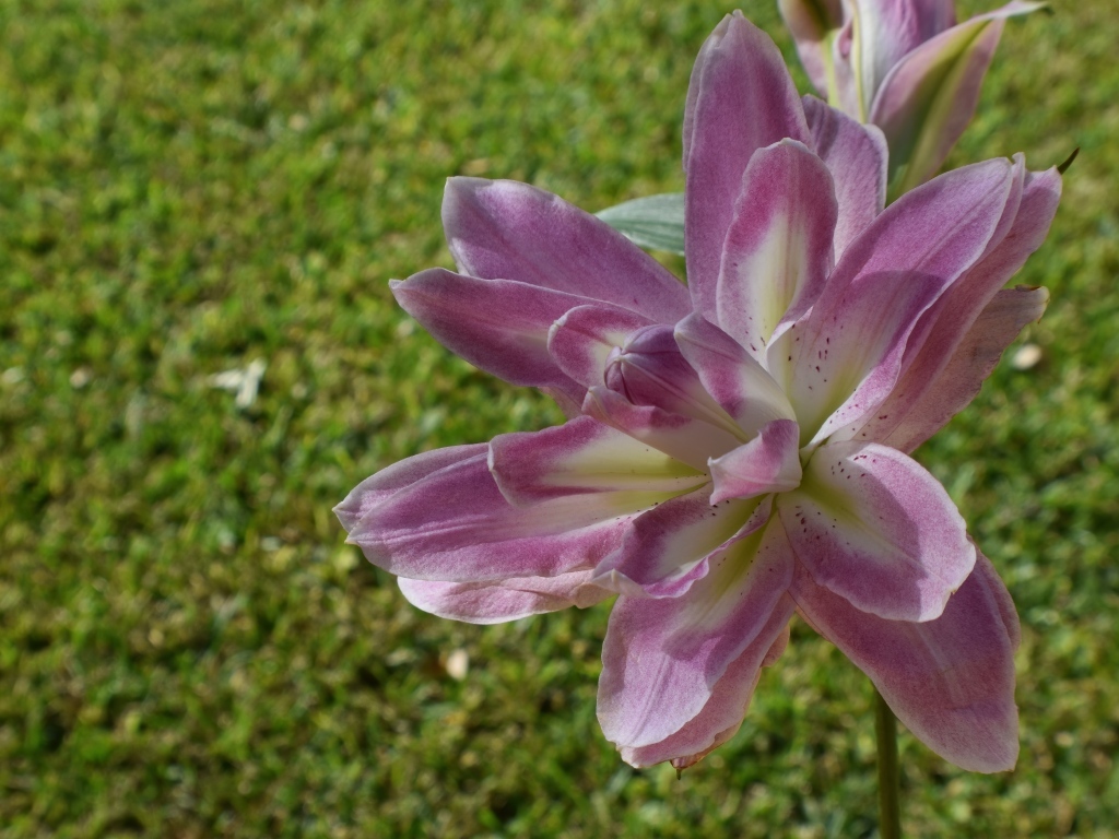 Красивая сиреневая лилия на клумбе