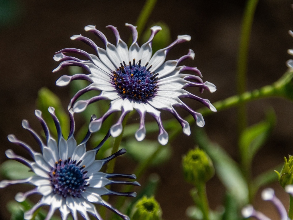 Красивые сиреневые цветы остеоспермум