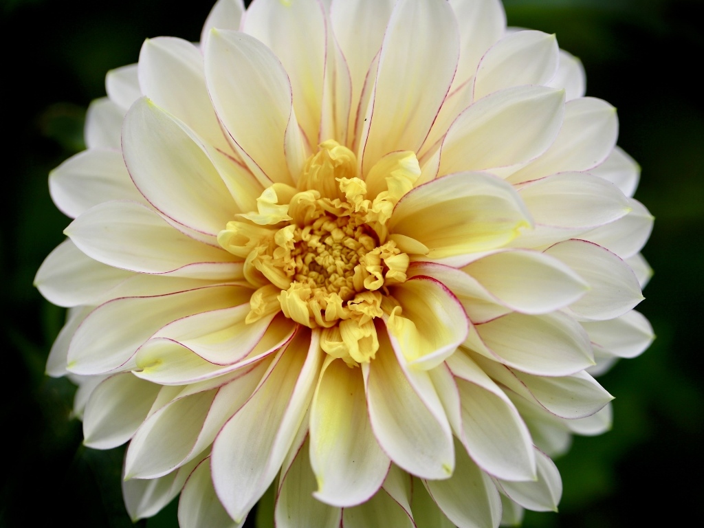 Красивый пышный цветок георгина крупным планом