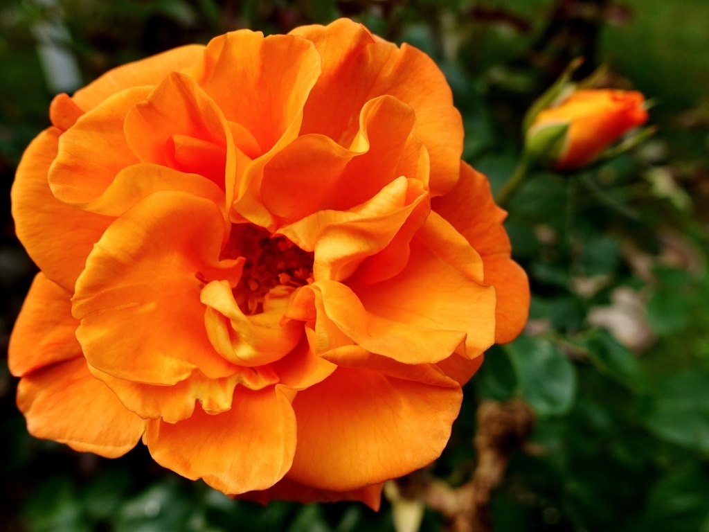 Красивая роза апельсинового цвета