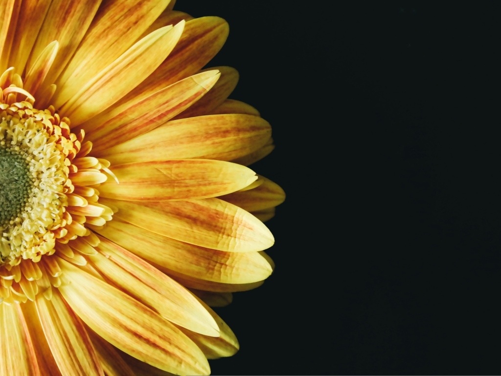 Красивый оранжевый цветок герберы на черном фоне