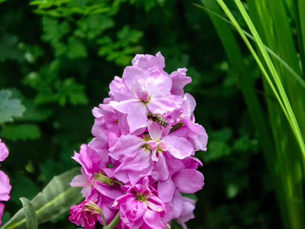 Красивый розовый садовый цветок