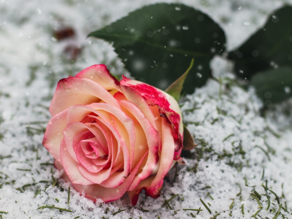 Красивая розовая роза на покрытой снегом траве