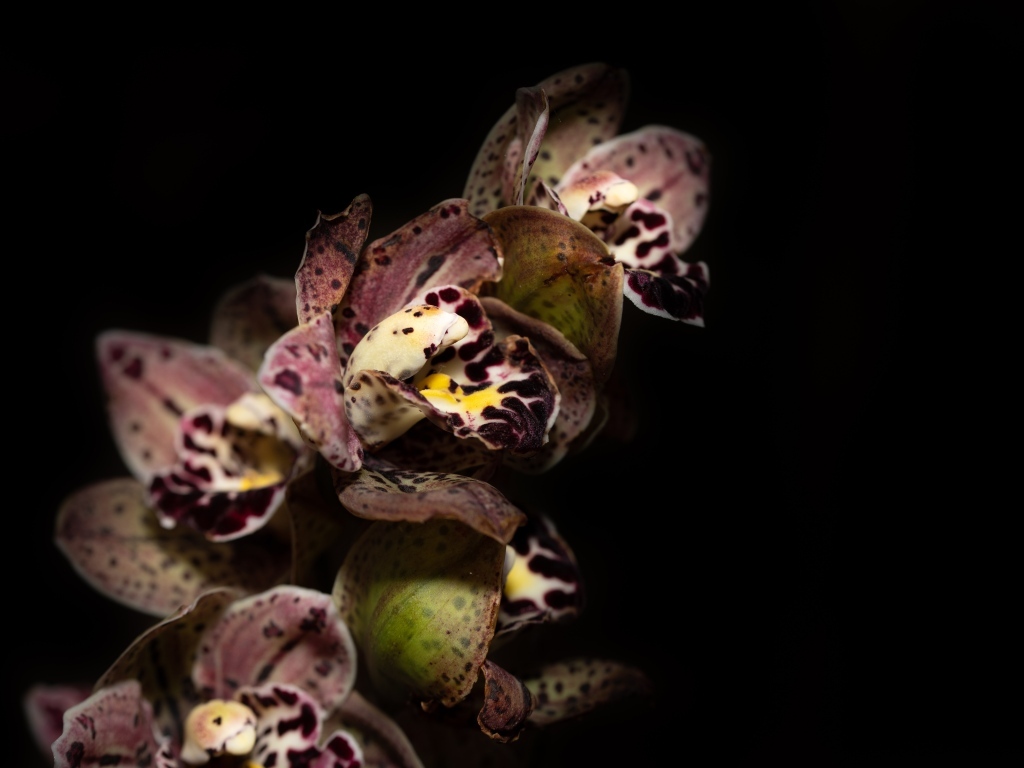 Красивая розовая пятнистая орхидея на черном фоне