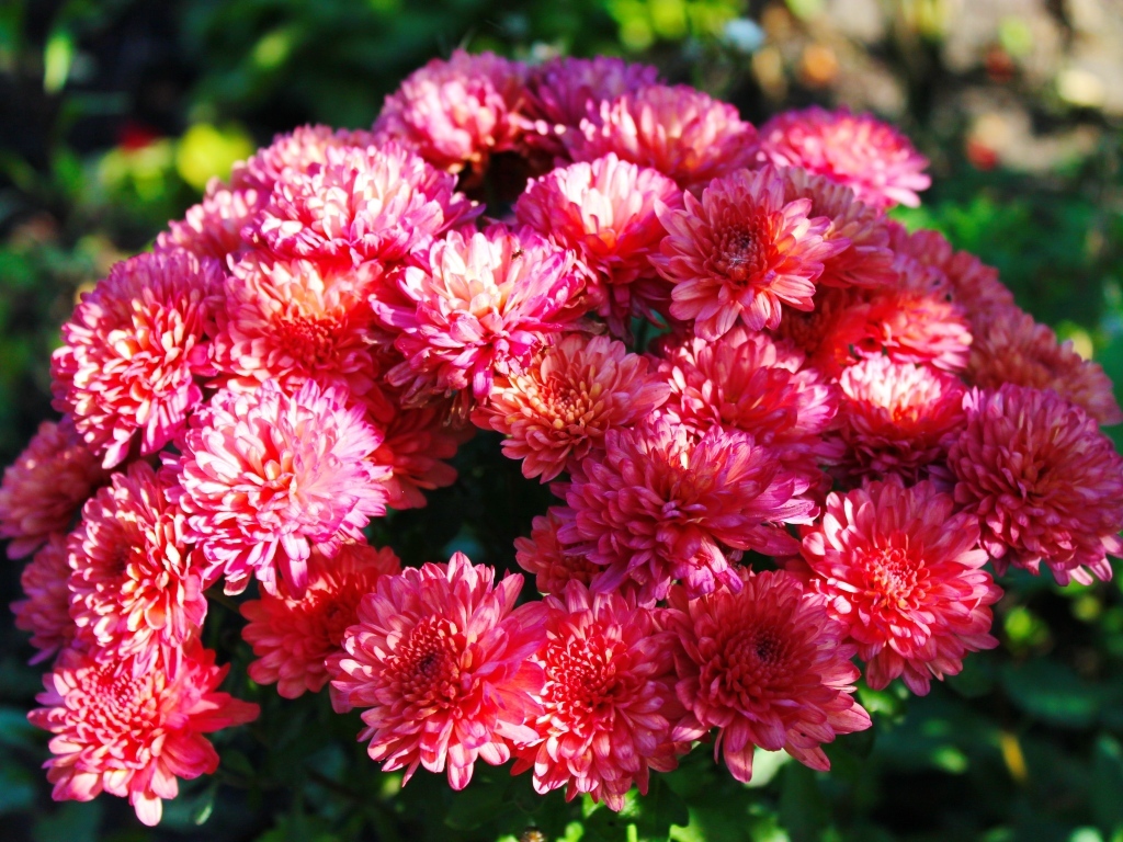 Красивые розовые кустовые хризантемы на клумбе