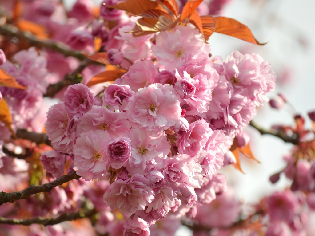 Красивые розовые весенние цветы луизеания