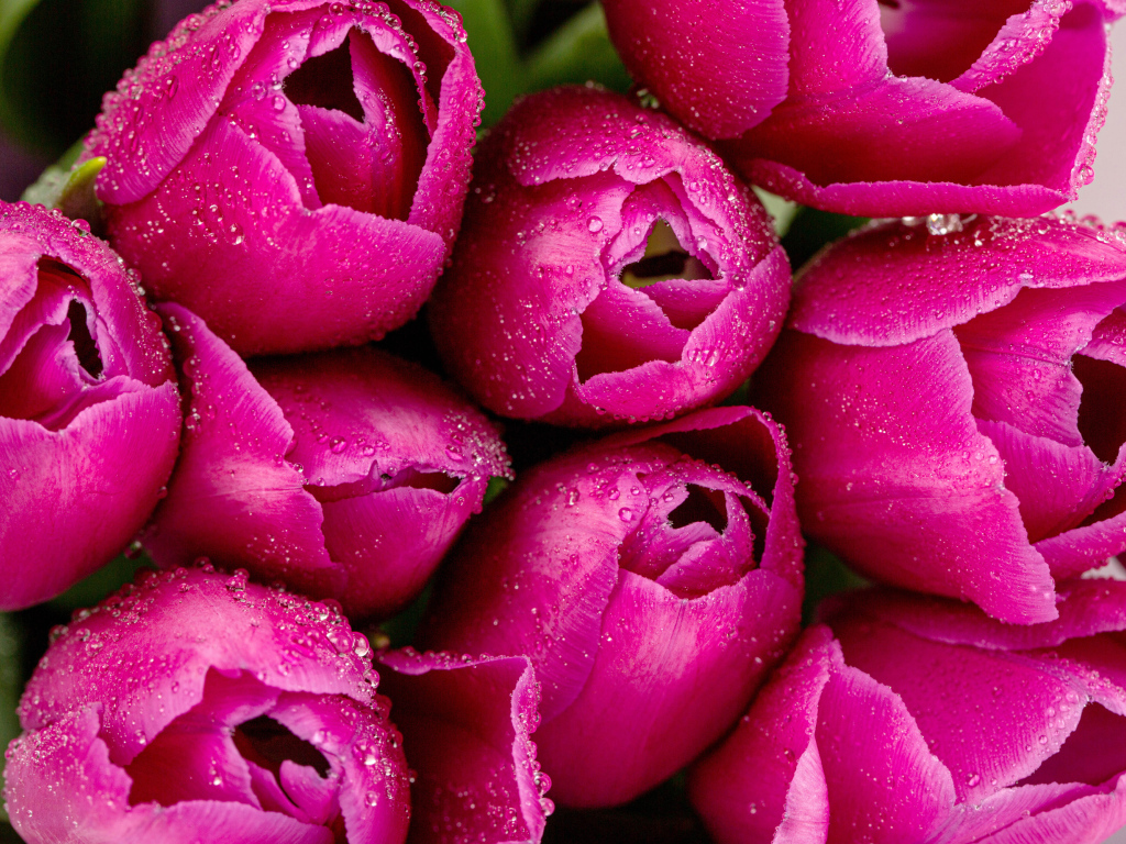 Красивые розовые тюльпаны в каплях росы крупным планом