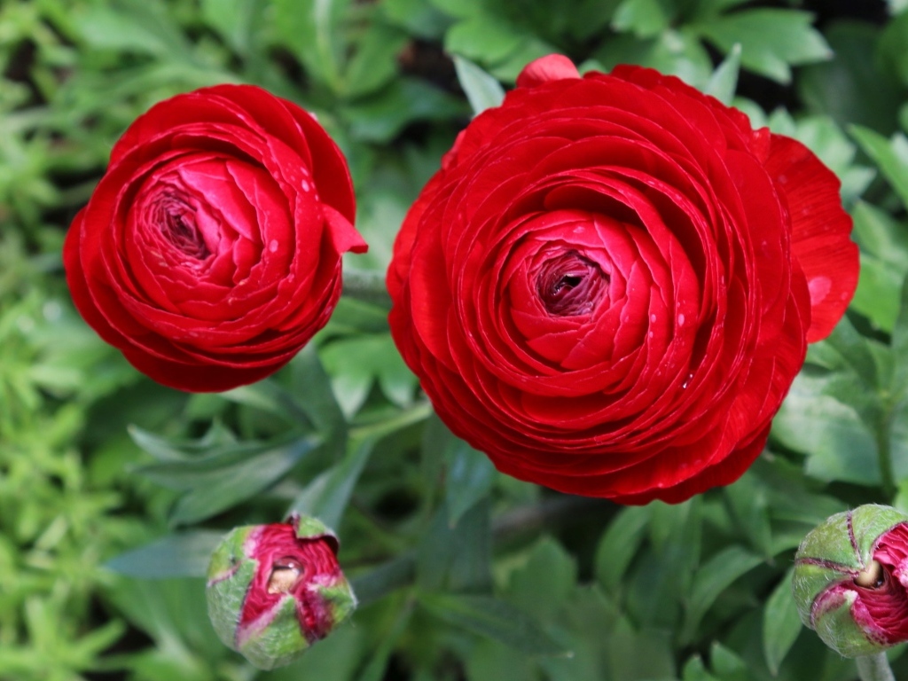 Красивые красные садовые лютики