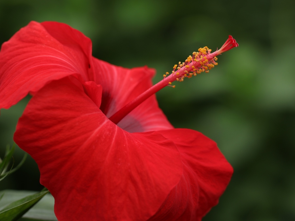 Красивый красный цветок гибискуса крупным планом