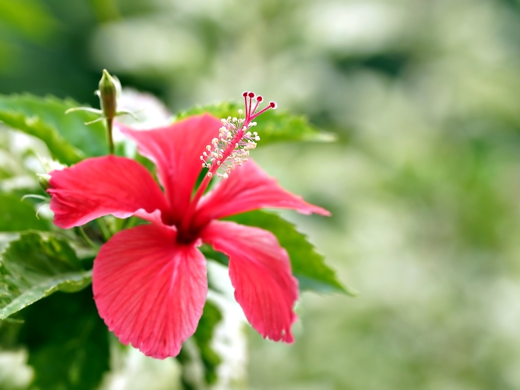Красивый красный гибискус с бутонами и зелеными листьями