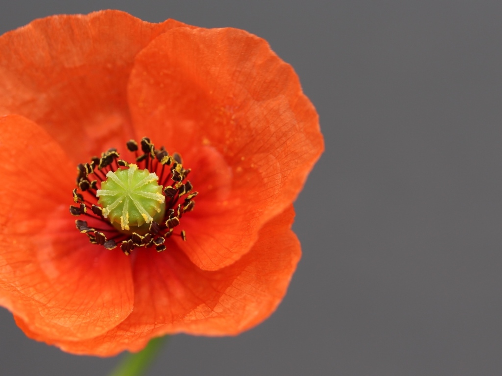 Красивый красный цветок мака на сером фоне