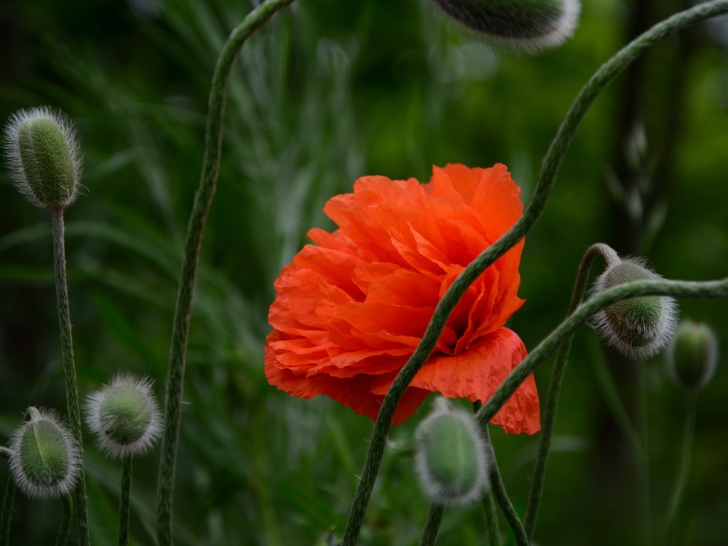 Красивый красный мак с бутонами крупным планом