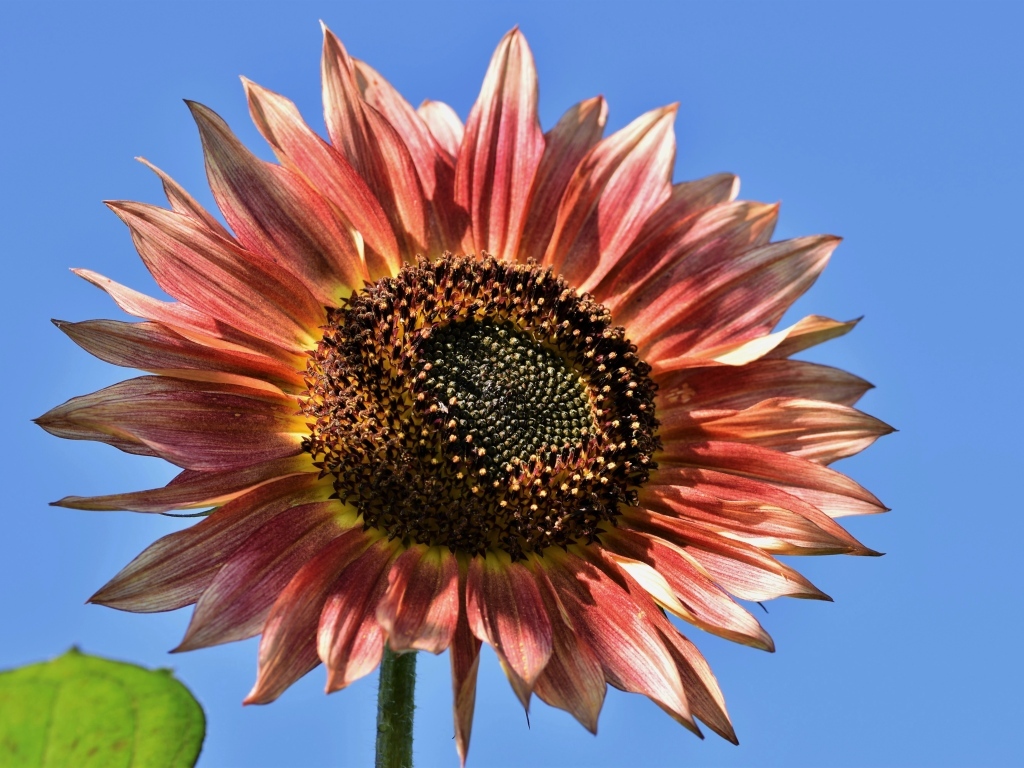 Красивый красный подсолнух на голубом фоне