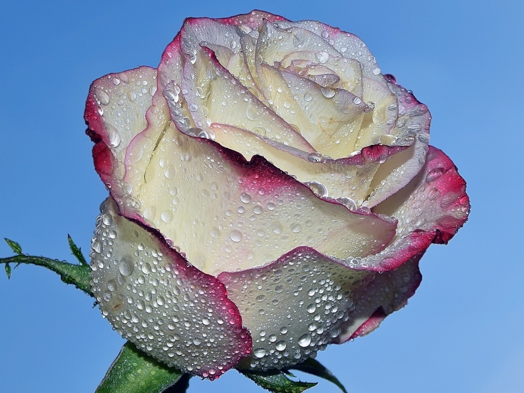 Красивая роза в каплях росы на голубом фоне