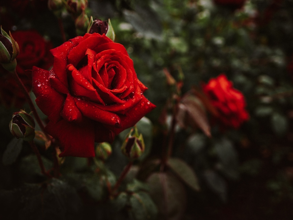 Красивая алая парковая роза с бутонами