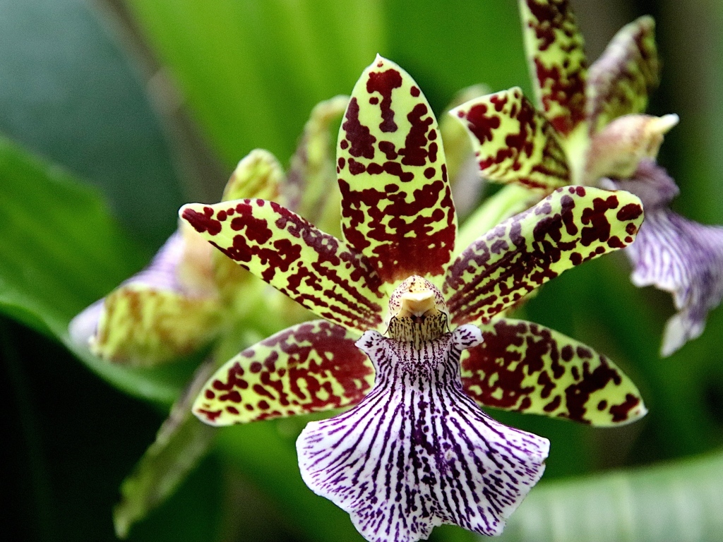 Красивая пятнистая экзотическая орхидея