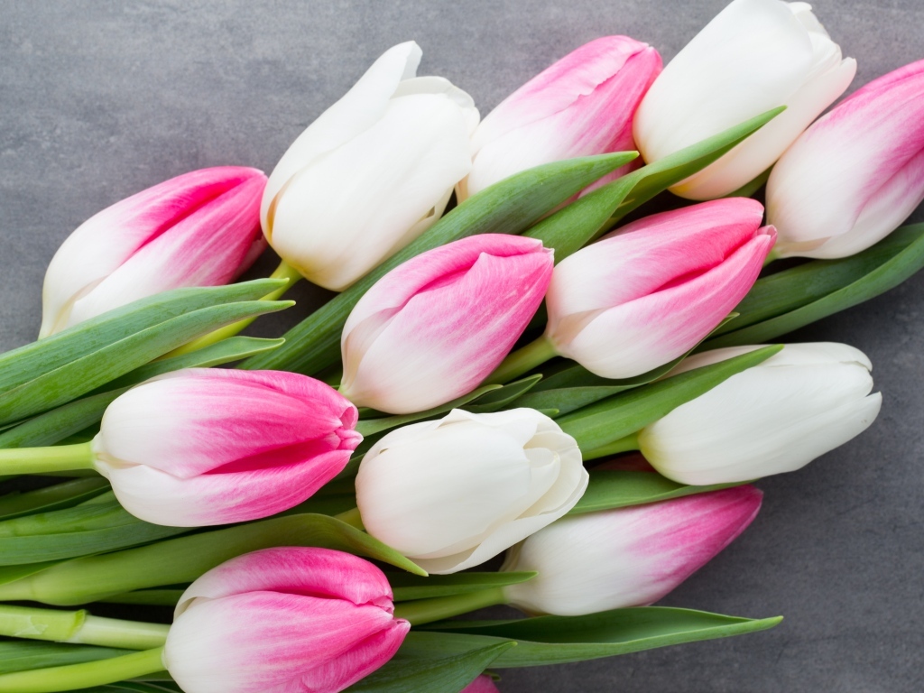 Красивый весенний букет розовых и белых тюльпанов  на сером фоне