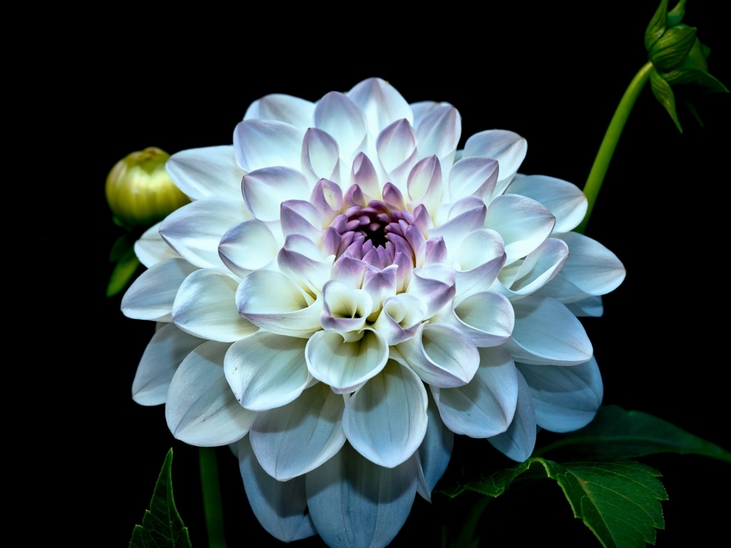 Красивый белый цветок георгина с бутонами на черном фоне