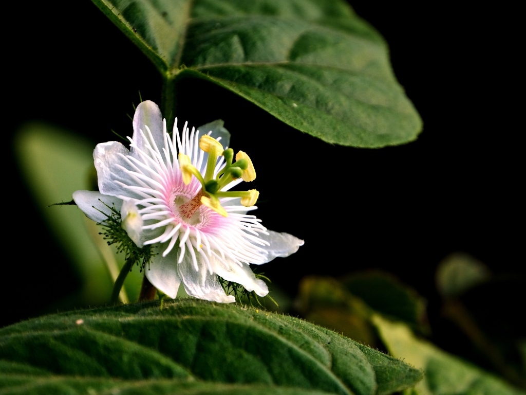 Красивый белый цветок пассифлора в листьях