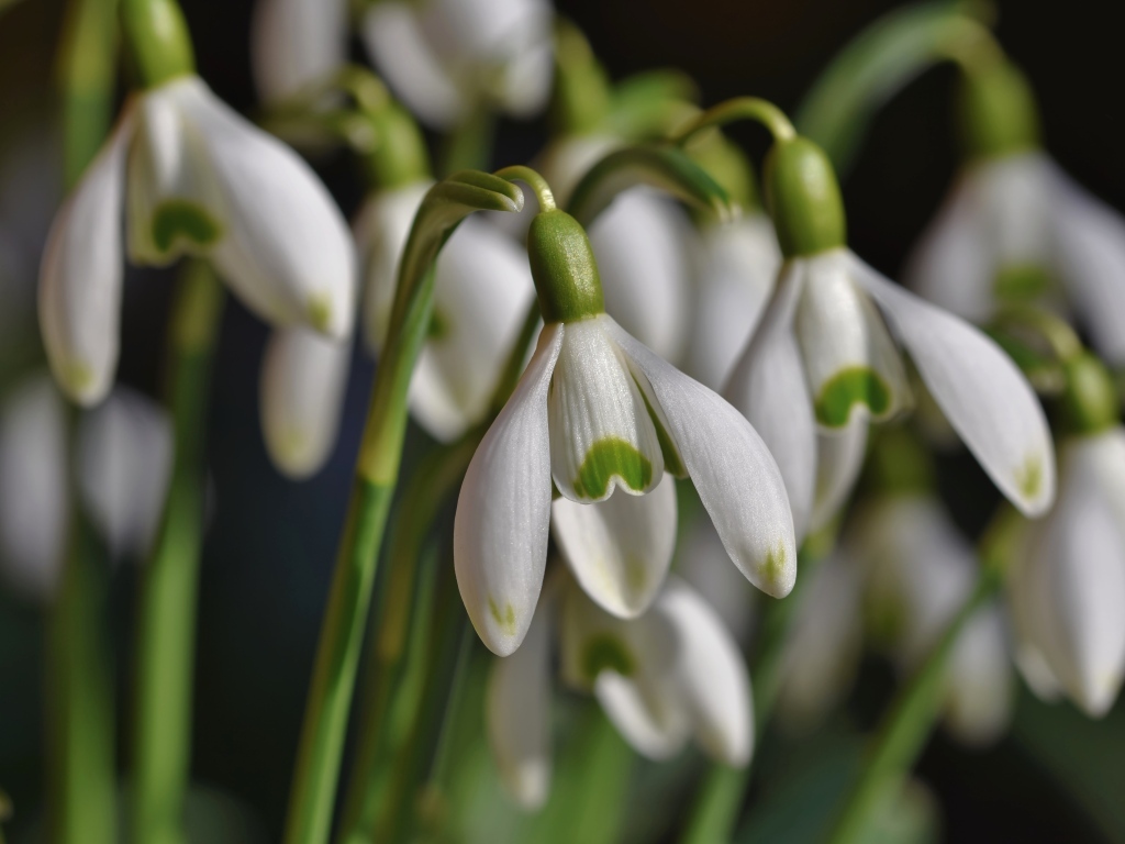 Красивые белые весенние цветы подснежники
