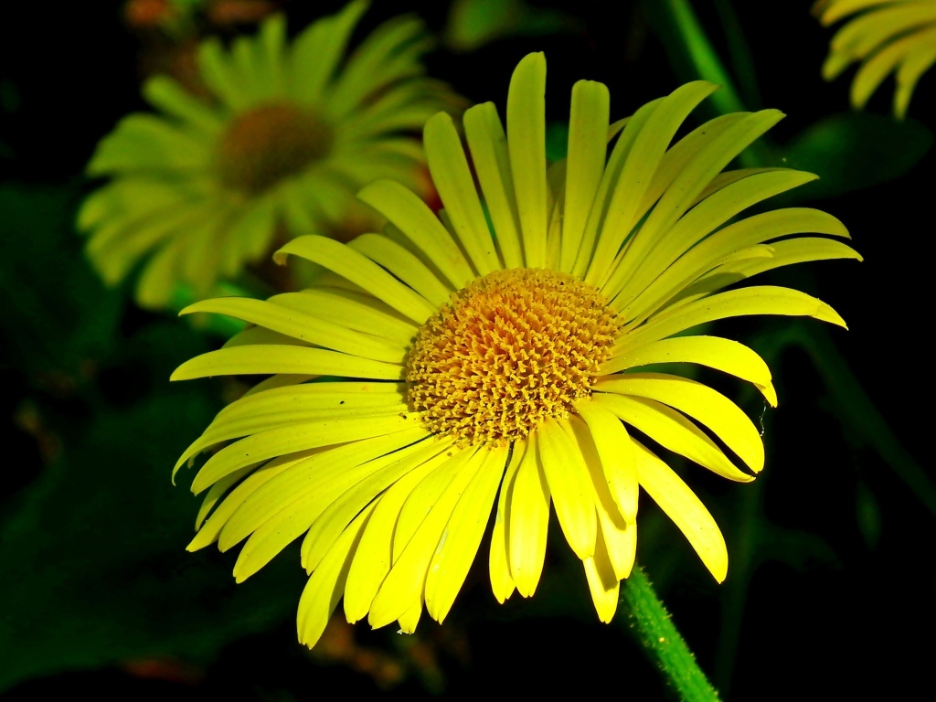 Красивые желтые ромашки вблизи