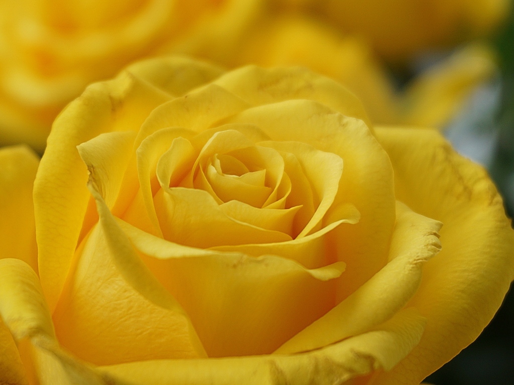 Красивая желтая роза вблизи