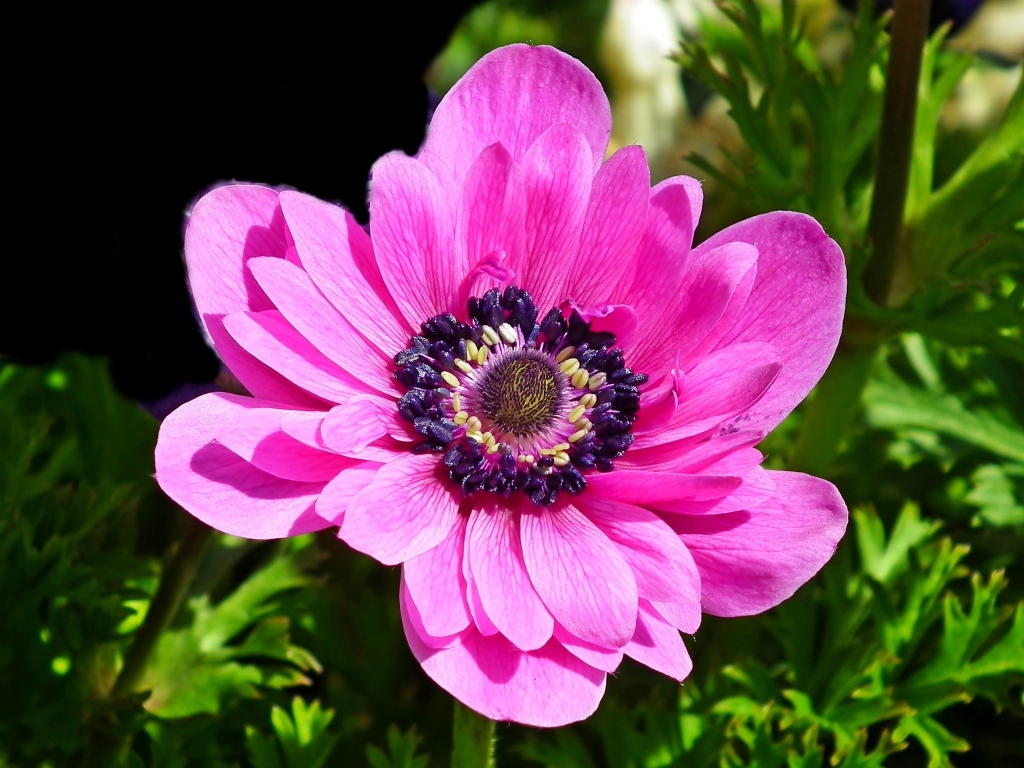 Большой розовый цветок анемоны крупным планом