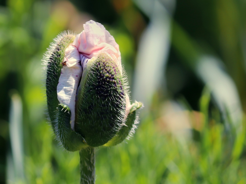 Распускающийся розовый цветок мака