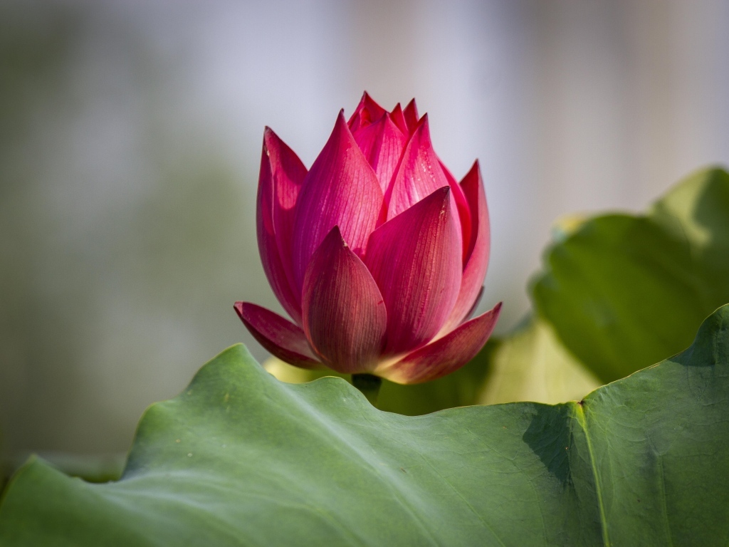 Распускающийся красный цветок лотоса с зелеными листьями