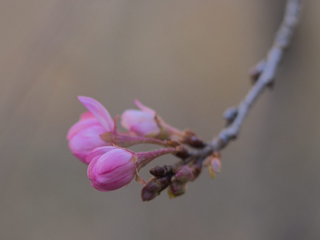 Распускающиеся цветы на ветке дерева