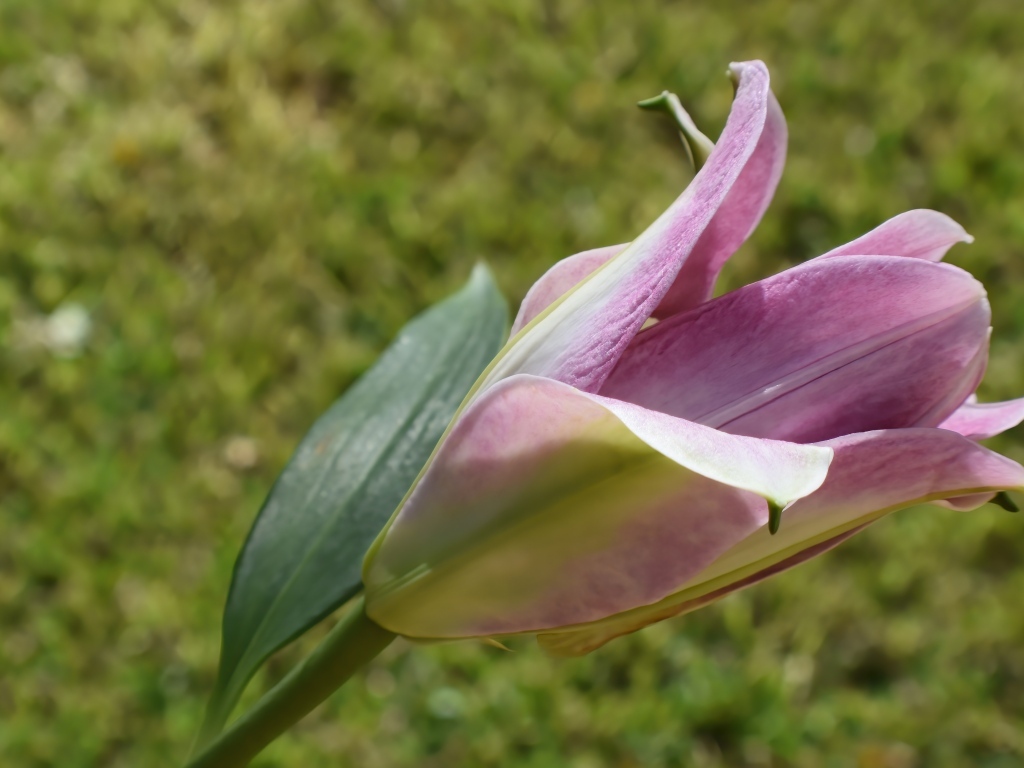 Распускающийся цветок розовой лилии